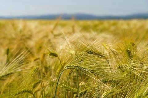 In the foreground, ears of rye against the background of a golden field of .. Stock Photos