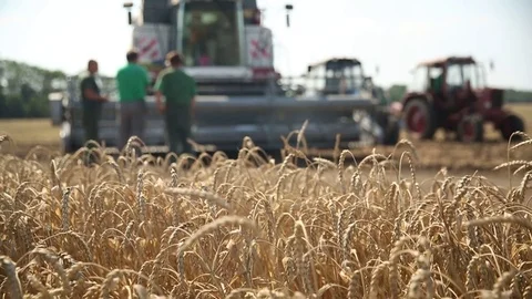 In the foreground ears of wheat Stock Footage 73946851