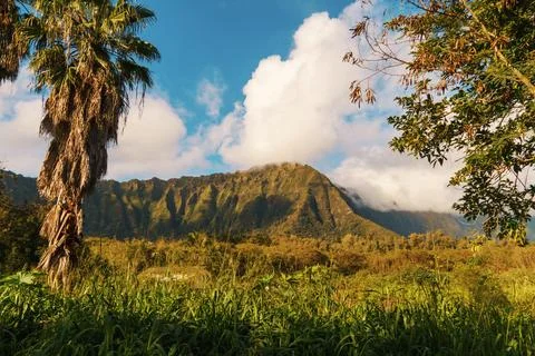 The foreground features a palm tree with a mountain in the background Stock Photos