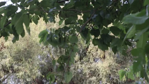 Foreground in focus and background in blurry bokeh green tree leaves natural Stock Footage 220654598