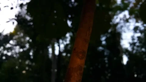 Foreground focus footage of a small tree trunk. Stock Footage 289466307