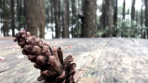 Foreground Focus on a Pine Cone in a Woodland Park with Defocused People Vídeos de archivo 333683130