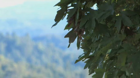 Foreground Foliage Video stock 612368