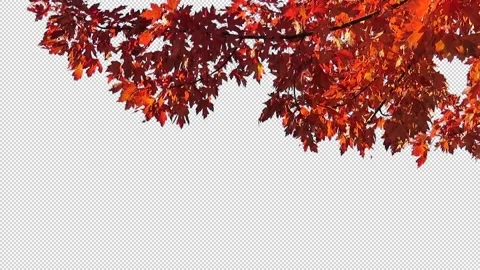 Foreground foliage plate. Armstrong Maple, Autumn, medium breeze. Stock Footage 142845480