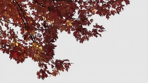 Foreground foliage plate. Armstrong Maple, Autumn, medium gusty breeze. Stock Footage 142851065
