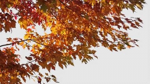 Foreground foliage plate. Armstrong Maple, Autumn, light gusty breeze. Stock-Footage 142851209