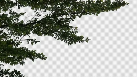 Foreground foliage plate. Beech, early Autumn, strong gusty breeze. Video stock 139108147