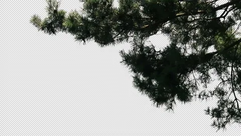 Foreground foliage plate. Pine, mid-summer, strong gusty breeze. Vidéo 138672345