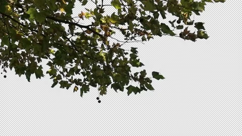 Foreground foliage plate. Plane Tree, Autumn, medium breeze. Video stock 142596900
