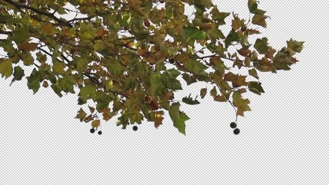 Foreground foliage plate. Plane Tree, Autumn, medium breeze. Stock Footage 142596907