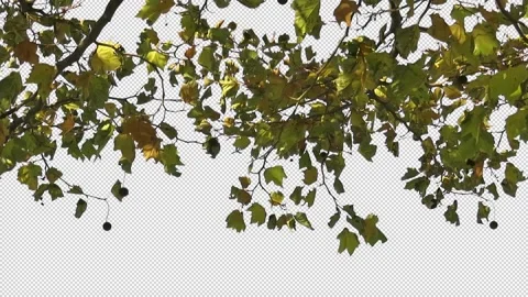 Foreground foliage plate. Plane Tree, Autumn, light breeze. Stock-Footage 143109244