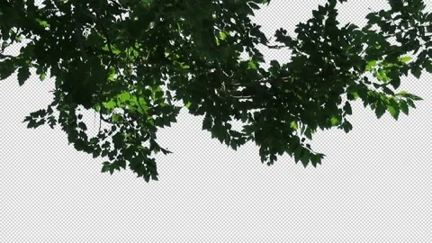 Foreground foliage plate. Rain Tree, mid-summer, strong gusty breeze. Видео 138672372