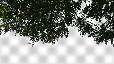 Foreground foliage plate. Rain Tree, Autumn, medium breeze. Stock Footage 142720294