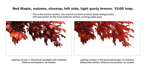 Foreground foliage plate. Red Maple, autumn, left side, light gusty breeze. Video stock 117706212