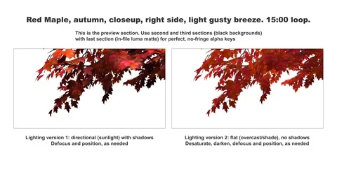 Foreground foliage plate. Red Maple, autumn, right side, light gusty breeze. Stock Footage 117707438