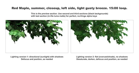 Foreground foliage plate. Red Maple, summer, left side, light gusty breeze. Stock Footage 117709003