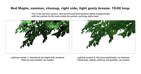 Foreground foliage plate. Red Maple, summer, right side, light gusty breeze. Stock Footage 117709700