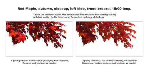 Foreground foliage plate. Red Maple, autumn, left side, trace breeze Video stock 119791651