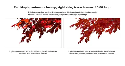 Foreground foliage plate. Red Maple, autumn, right side, trace breeze Stock Footage 119791924