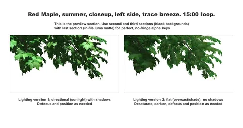 Foreground foliage plate. Red Maple, summer, left side, trace breeze Stock Footage 119792115