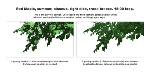 Foreground foliage plate. Red Maple, summer, right side, trace breeze Stock Footage 119792429
