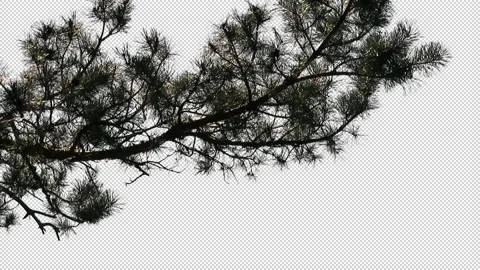 Foreground foliage plate. Scots Pine, autumn, strong gusty breeze. Stock-Footage 139108408