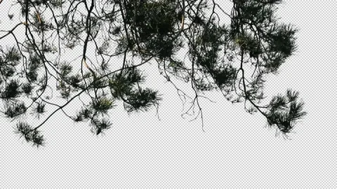 Foreground foliage plate. Scots Pine, early Autumn, light breeze. Stock Footage 139108640