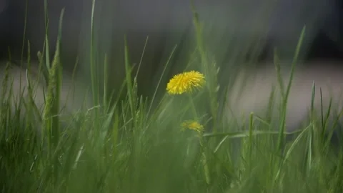 In the foreground, grass and flowers gently sway in slow motion, while cars.. Stock Footage 273697575