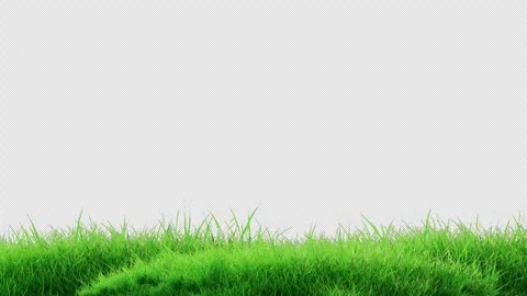 Foreground Grass Composite Asset Seamless Loop on Transparent Vídeo Stock 339827852