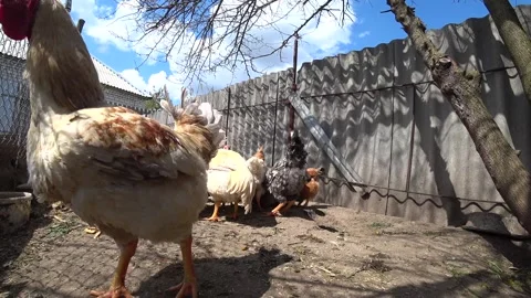 In the foreground is a gray rooster. Red rooster in the background. Video stock 246528061