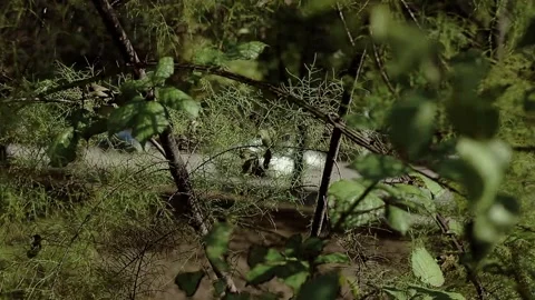 Foreground of green nature in focus and traffic of vehicles passing Stock Footage 319743908