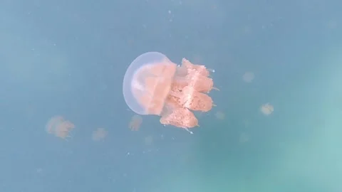 Foreground jellyfish and deep light Stock Footage 148417458