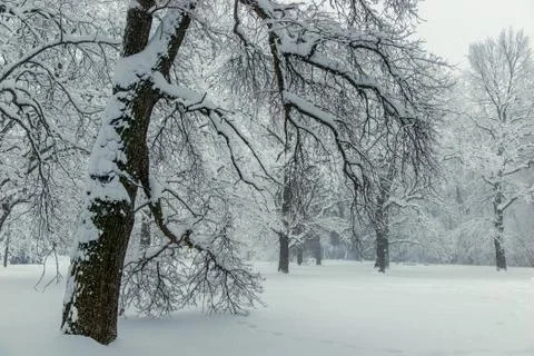 In the foreground is a large branchy tree covered with snow, a winter forest  Stock Photos