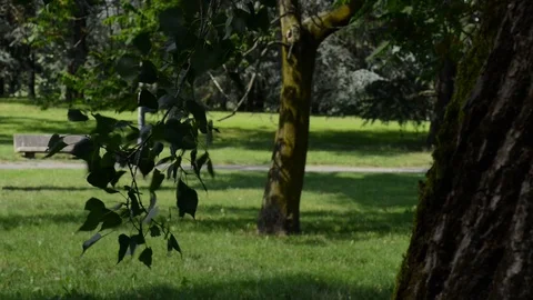 In the foreground the leaves moved by the wind Stock Footage 91750600