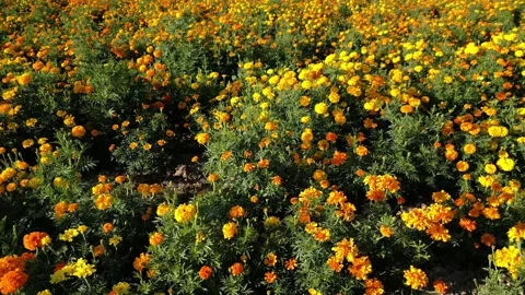 Foreground of a Mexican marigold field with bright orange petals Stock Footage 341999693