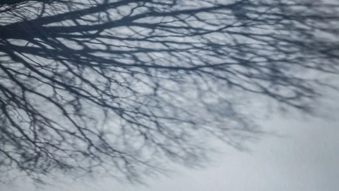 Foreground Movement shadows. The shadow of a tree in the snow. Winter landscape Stock Footage