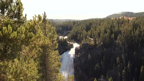 Foreground pine blowing-beautiful Upper Yellowstone Falls Stock Footage 141810580