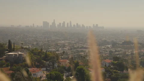 Foreground plants in focuswith a wide view of Los Angeles in the background. Stock Footage 319349607