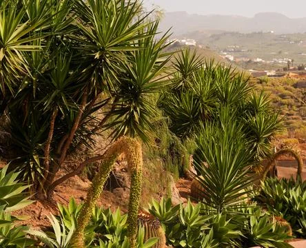 Foreground plants with mountains in the background Stock Photos