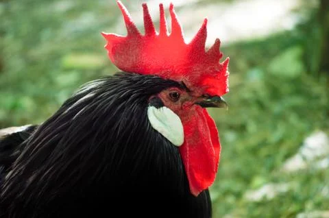 Foreground rooster on a green background Foto stock