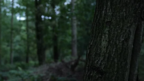 Foreground Slider shot of Tree, Motion Tracking title, Forest, Nature background Stock Footage 252203344