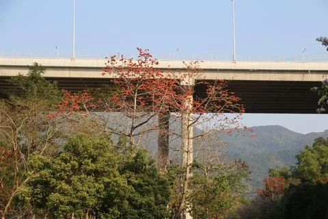 In the foreground, there is an isolated tree with red flowers on it. Stock Photos
