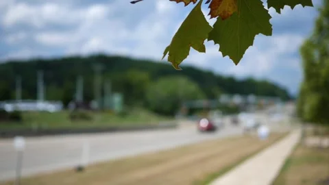 Foreground Tree against blurry highway traffic in Summer Afternoon 2 Stock Footage 314686692