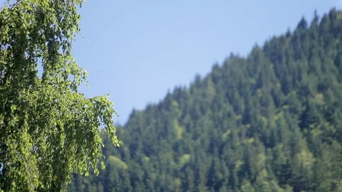 Foreground Tree and Blurry Background Mountain Slope with Fir Trees Stock Footage 97936325
