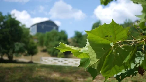 Foreground Tree with Housing Development Entrance in Background Stock Footage 314686723