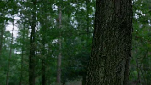 Foreground Tree, Motion Tracking titles, Forest, nature background 4K Slow Mo Stock Footage 252203347