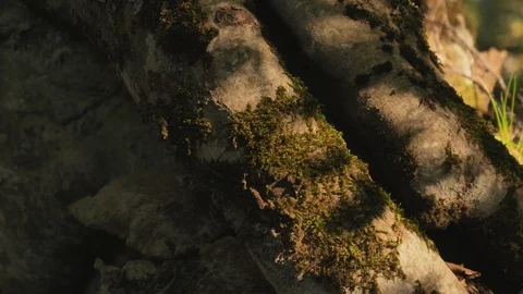 Foreground tree trunk in the forest Video stock 122148151