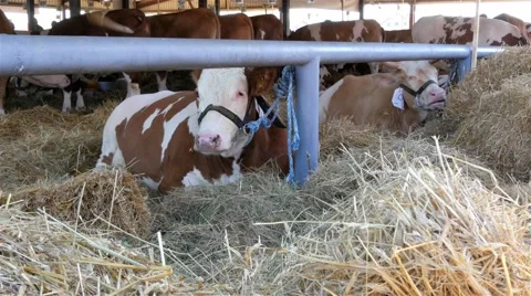 In the foreground two cows lying on the straw and grazing hay in the barn, 4K Stock Footage 55601378