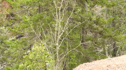 In the foreground, we see the beauty of the trees with green conifers 스톡 동영상 304175357