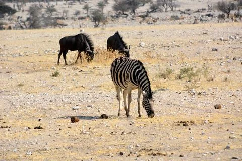 In the foreground, a zebra eats grass on the ground Stock Photos